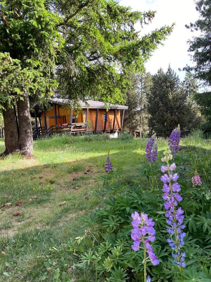De Montana * Bolquere Pyrenees 2000